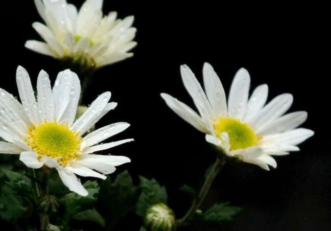 爷爷去世的经典诗句文案