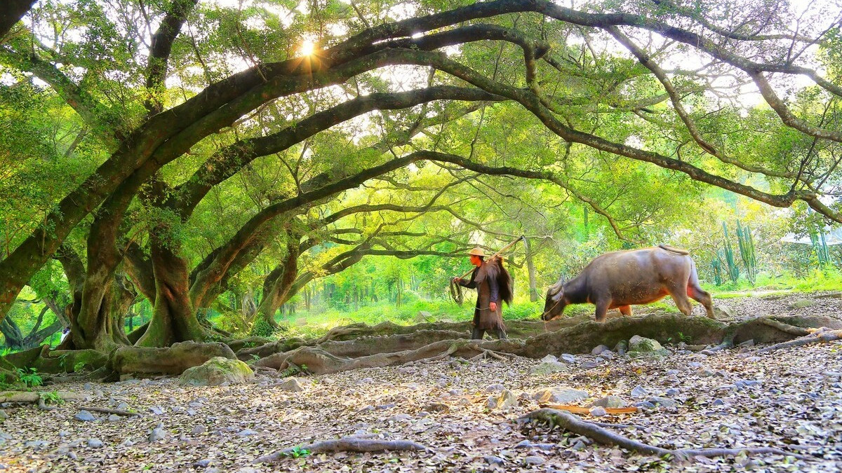 赞美耕牛的古诗