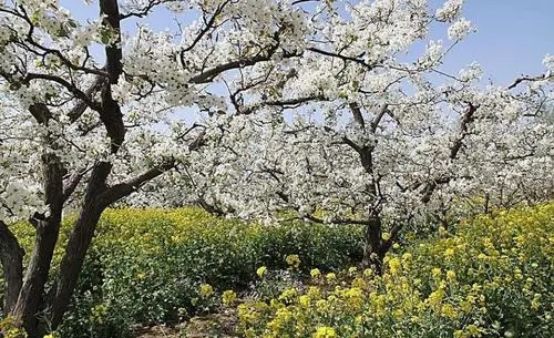梨花的唯美句子文案