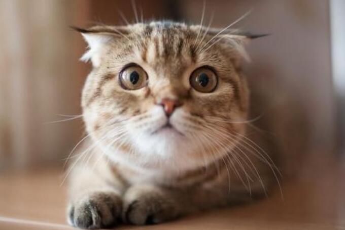 我是猫哲理的句子文案