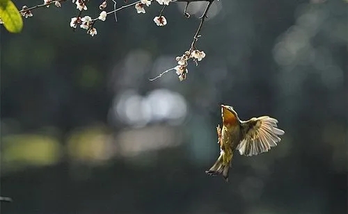 放生小鸟的文案