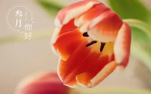 形容三月的天气的短句