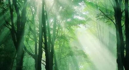 森林心情说说文案