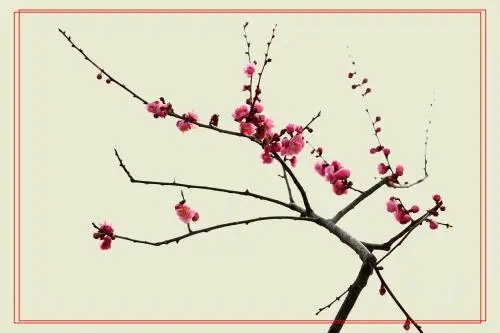 关于梅花的情感语录文案