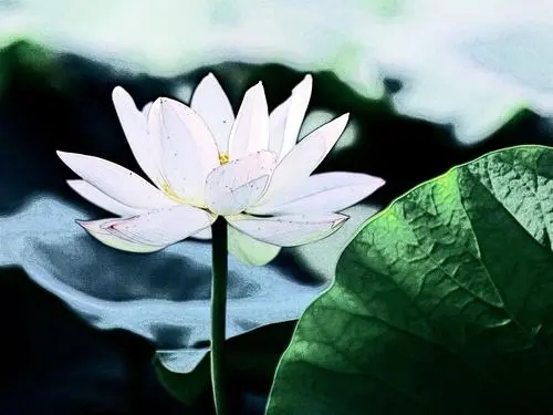 莲花圣洁高雅诗句文案