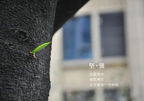 心伤坚强的语句文案