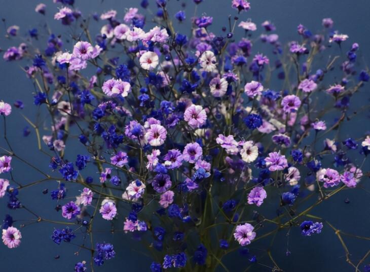 满天星的经典一句短句