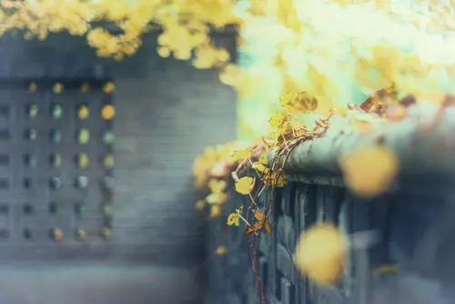 时光安静唯美的句子文案