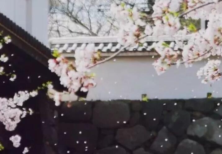 描写樱花的唯美诗句文案