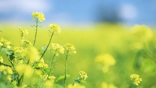 关于油菜花的唯美短句