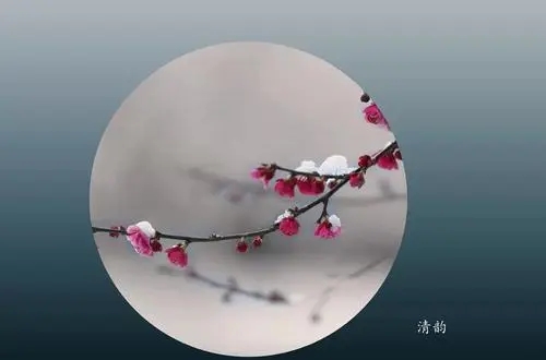 关于梅花的情感语录文案