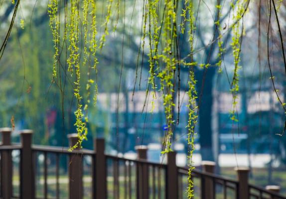 描写植物的好句文案摘抄