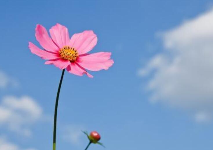 女人有梦想的励志短句