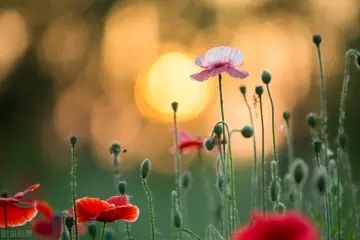 唯心主义句子文案物