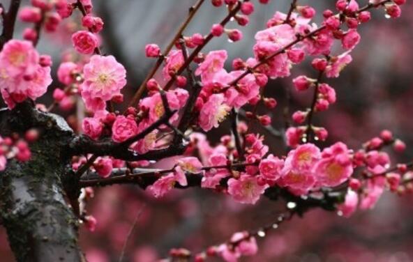 花开美好寓意的句子文案