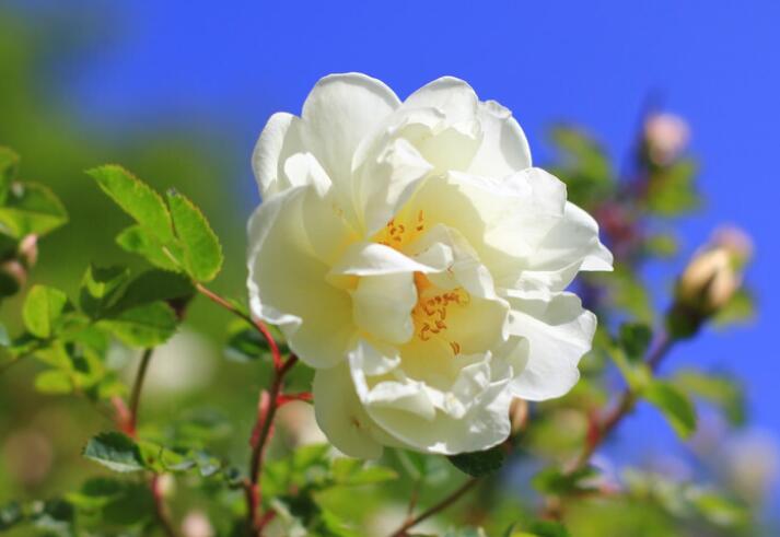 每天早上的祝福语大全