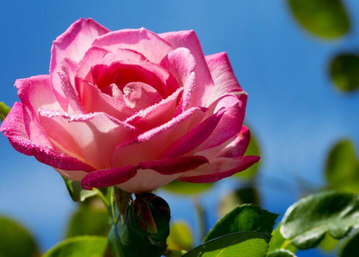 好心态早安正能量短句