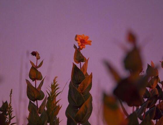 抖音的经典图片和句子文案