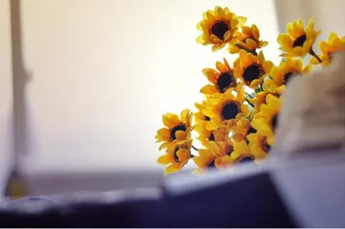 向日葵花语祝福语录文案