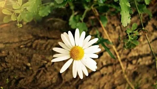 清雅唯美的句子文案