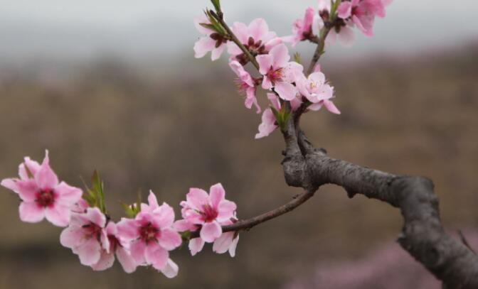论语写的名言有哪些