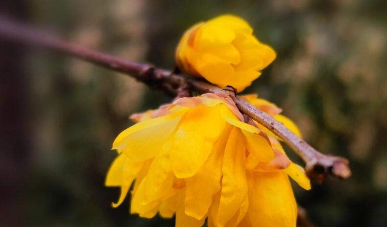 描写腊梅枝干优美句子文案