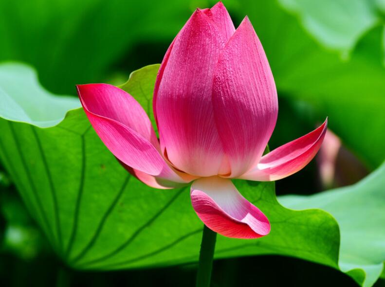 细节描写的优美句子文案