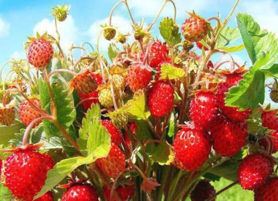 每日早安正能量短句早安图片