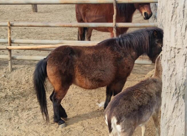 保护动物的标语