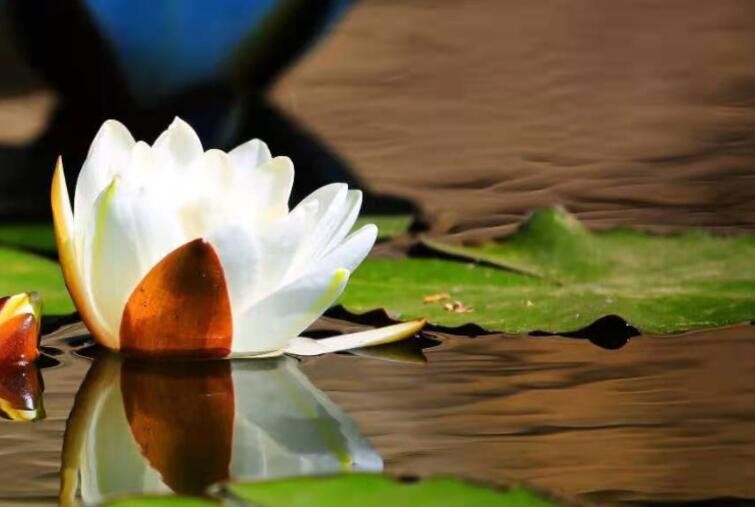 父亲节追思父亲的话