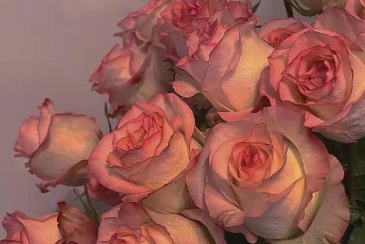 优雅的表白句子文案