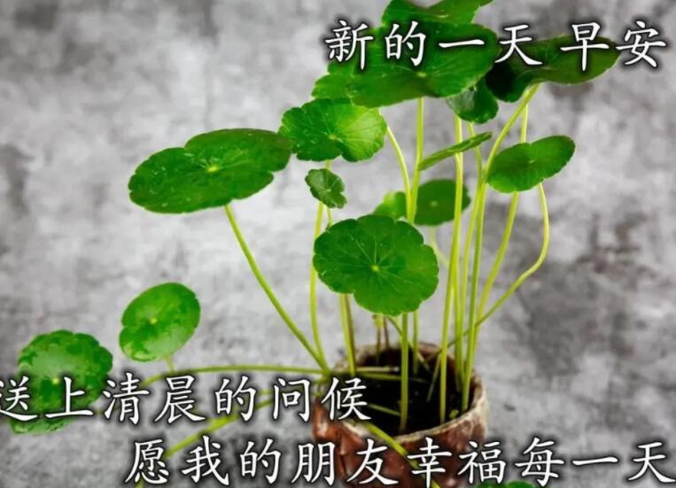 朋友间问候早安的句子文案