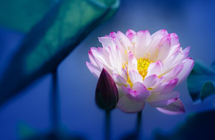 一心向佛的霸气句子文案