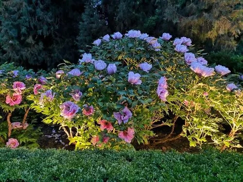 有花有夜景的句子文案