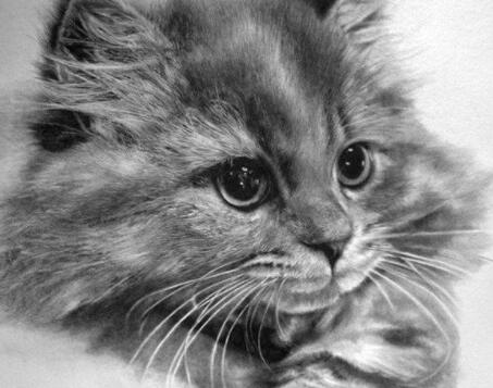 我是猫哲理的句子文案