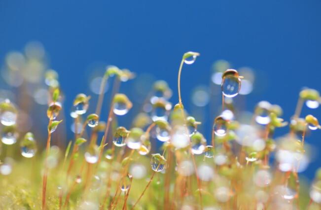 关于惊蛰的四句古诗有哪些