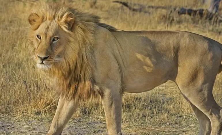 描写动物动作的好句子文案摘抄