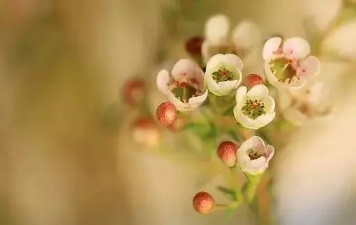 宽容的优美句子文案