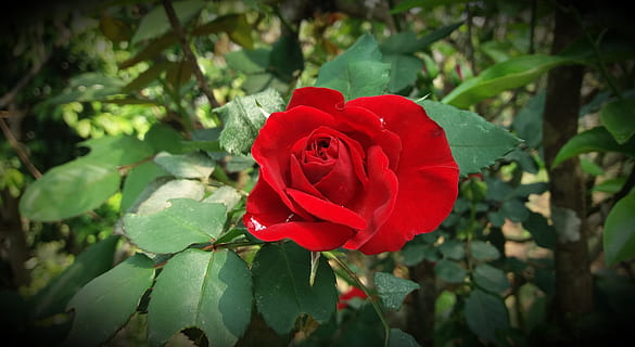 超暖心的爱情经典语录文案