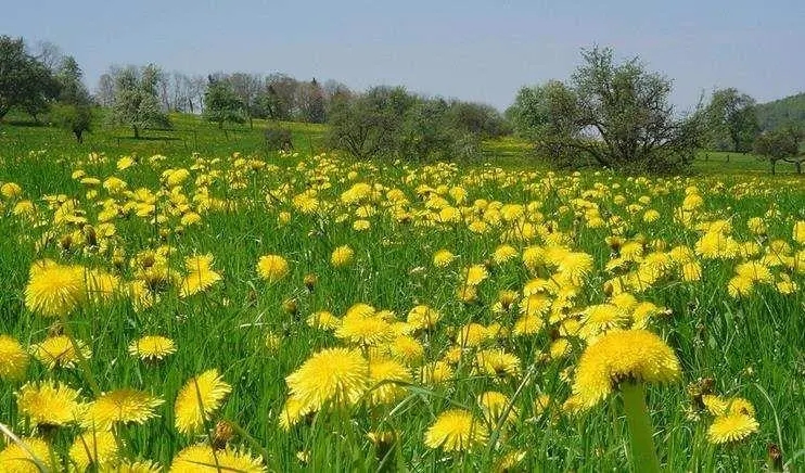 描写春天景色的词语