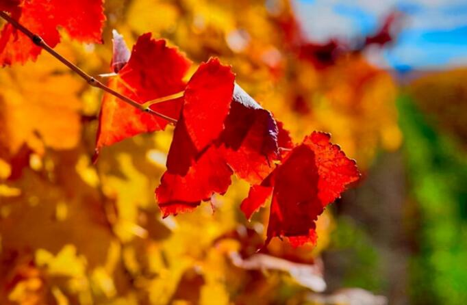 十月说说文案图片