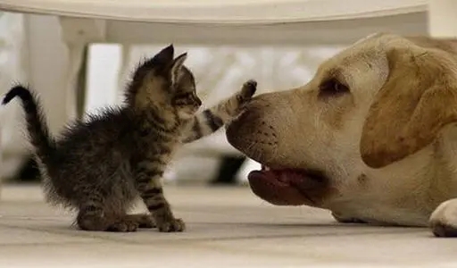 有关猫狗相处好的经典句子文案