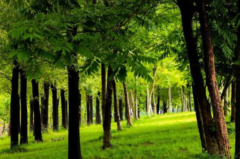 清明节思念父亲的句子文案亲