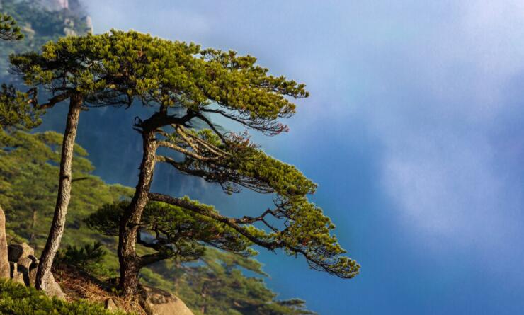 关于树的句子文案短句