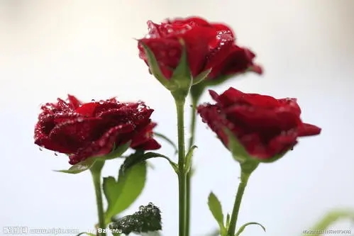 女王霸气经典语录文案