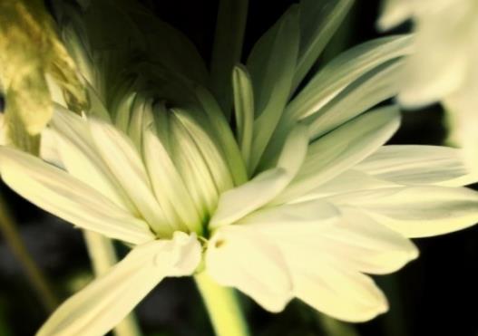 每天一句正能量句子文案