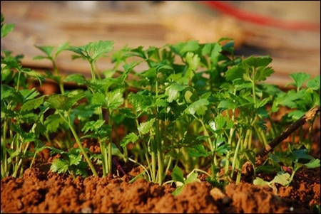适合朋友圈晒种菜的说说文案