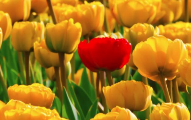 父亲去世心情悲痛句子文案