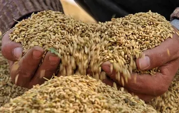 节约粮食的句子文案20字