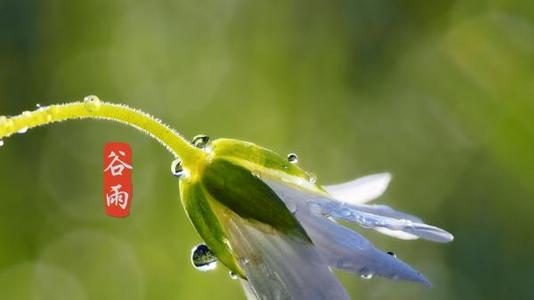 关于谷雨的说说文案